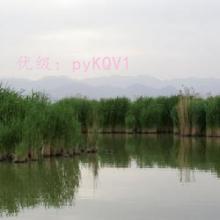 츲