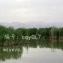ḻ